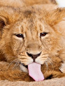 Preview wallpaper lion, tongue, lick, caring