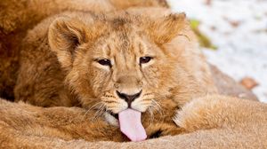 Preview wallpaper lion, tongue, lick, caring
