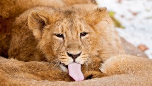 Preview wallpaper lion, tongue, lick, caring