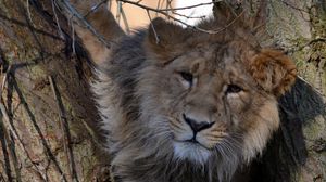 Preview wallpaper lion, tree, animal, big cat, wildlife