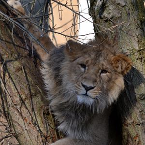 Preview wallpaper lion, tree, animal, big cat, wildlife