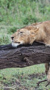 Preview wallpaper lion, tree, down, predators, big cat