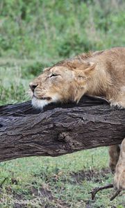 Preview wallpaper lion, tree, down, predators, big cat