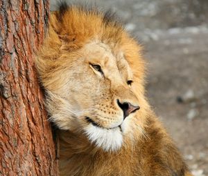 Preview wallpaper lion, tree, tenderness, predator