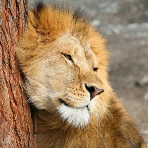 Preview wallpaper lion, tree, tenderness, predator