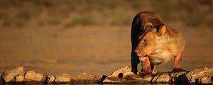 Preview wallpaper lion, water, thirst, predator, big cat