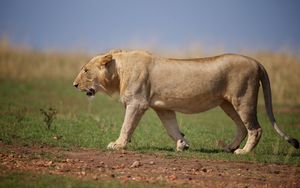 Preview wallpaper lion, wild cat, predator, beast