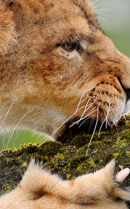 Preview wallpaper lion, wood, moss, chew