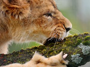 Preview wallpaper lion, wood, moss, chew