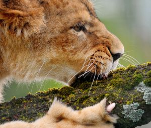 Preview wallpaper lion, wood, moss, chew