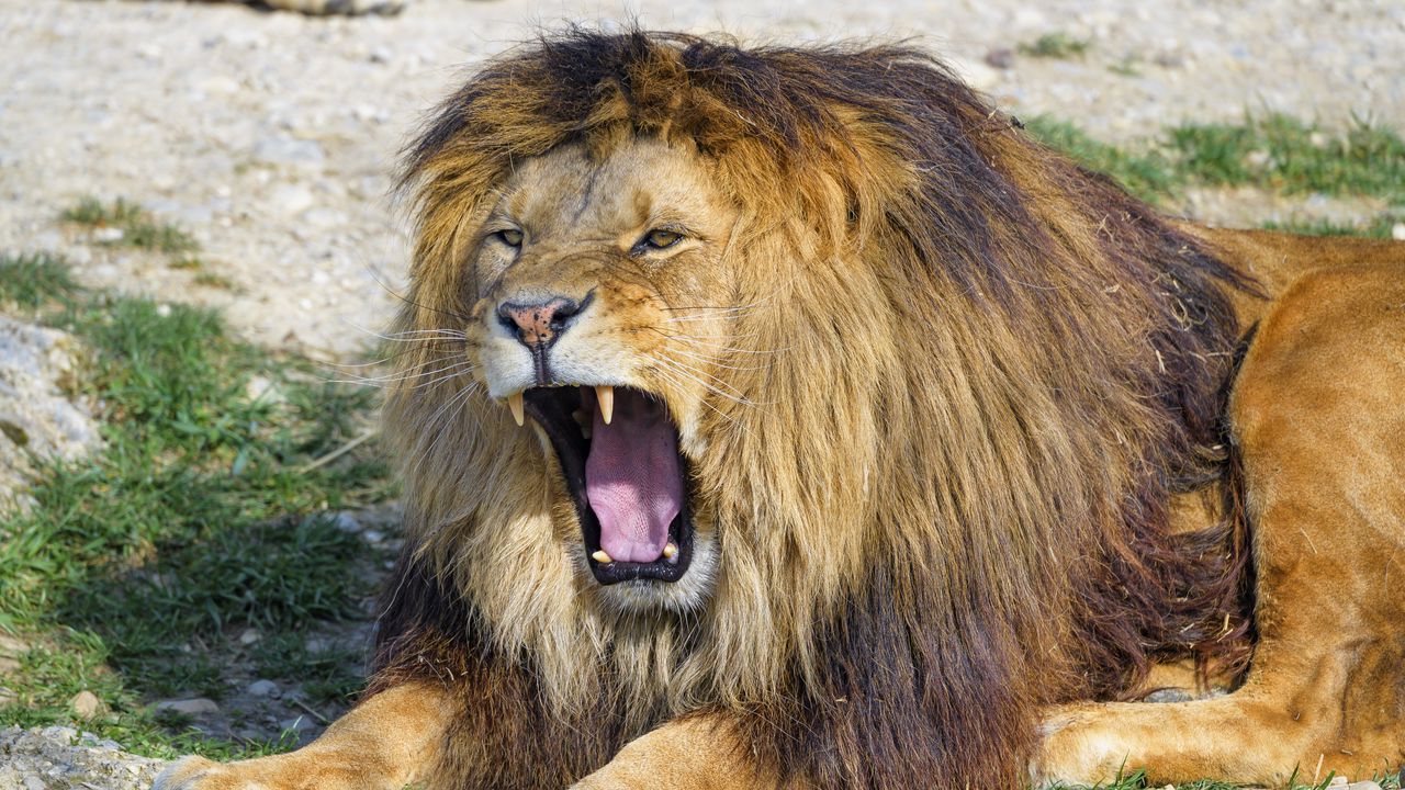 Wallpaper lion, yawn, animal, predator, big cat