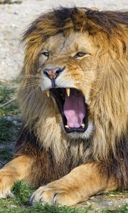 Preview wallpaper lion, yawn, animal, predator, big cat