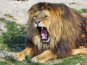 Preview wallpaper lion, yawn, animal, predator, big cat