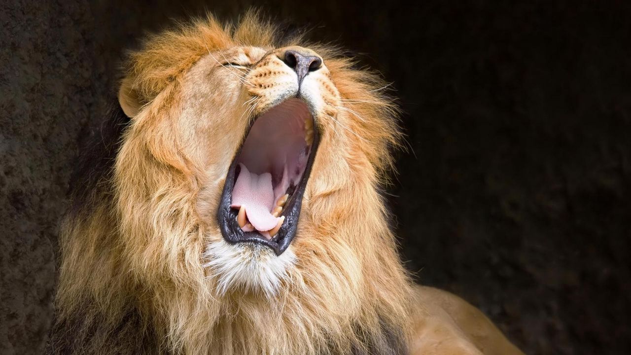 Wallpaper lion, yawn, cry, mane