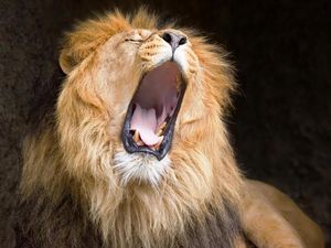 Preview wallpaper lion, yawn, cry, mane