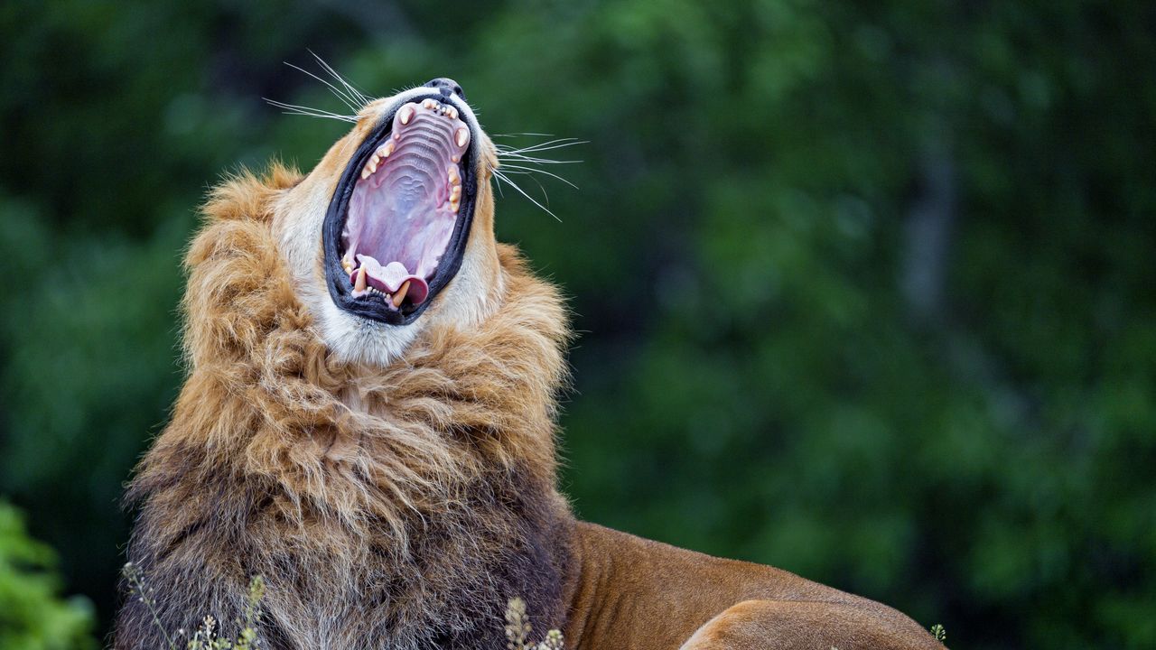 Wallpaper lion, yawn, predator, big cat, wildlife