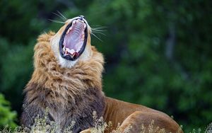 Preview wallpaper lion, yawn, predator, big cat, wildlife