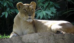 Preview wallpaper lion, young, lie, stone, shadow, leaves