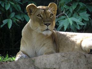 Preview wallpaper lion, young, lie, stone, shadow, leaves