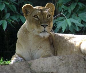 Preview wallpaper lion, young, lie, stone, shadow, leaves