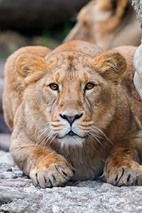 Preview wallpaper lion, young, predator, alertness, stones
