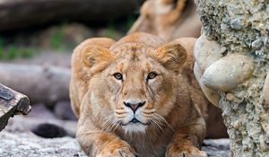 Preview wallpaper lion, young, predator, alertness, stones