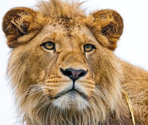 Preview wallpaper lion, young, predator, eyes, face
