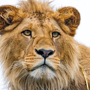 Preview wallpaper lion, young, predator, eyes, face