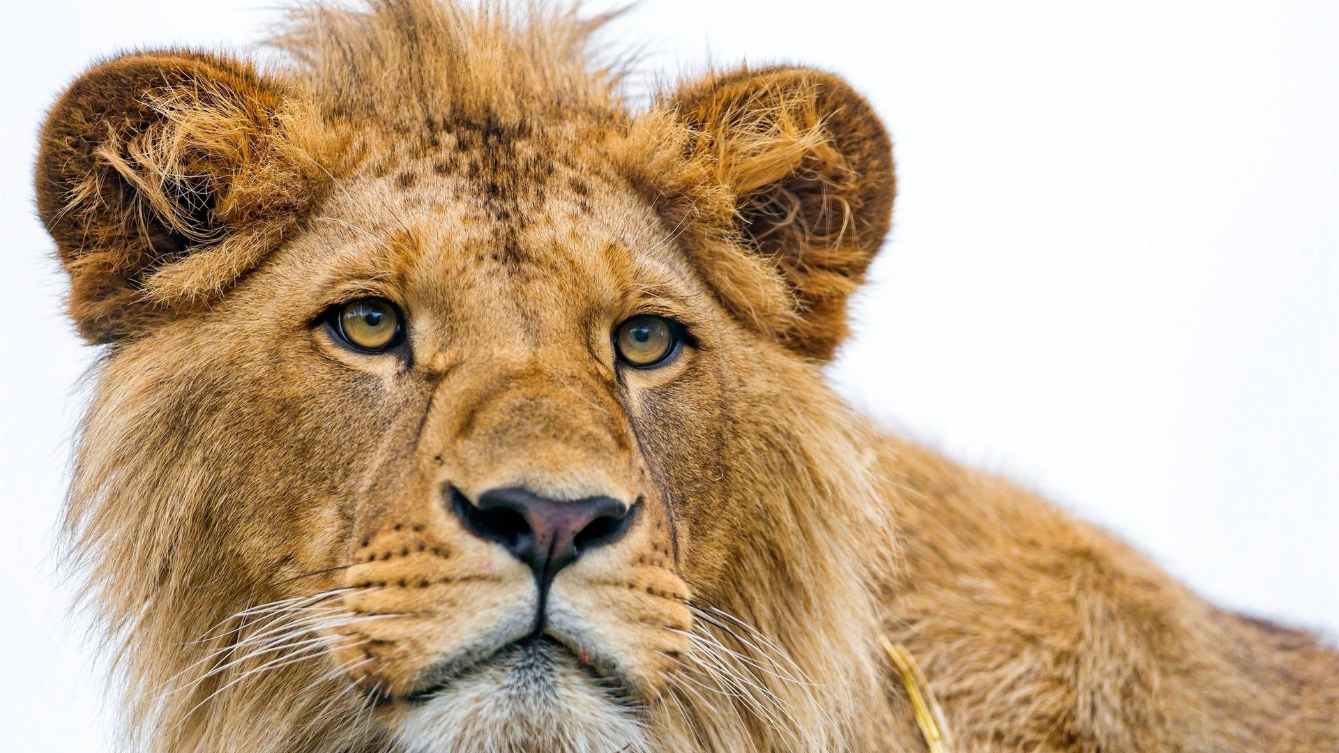 Download wallpaper 1920x1080 lion, young, predator, eyes, face full hd, hdtv,  fhd, 1080p hd background