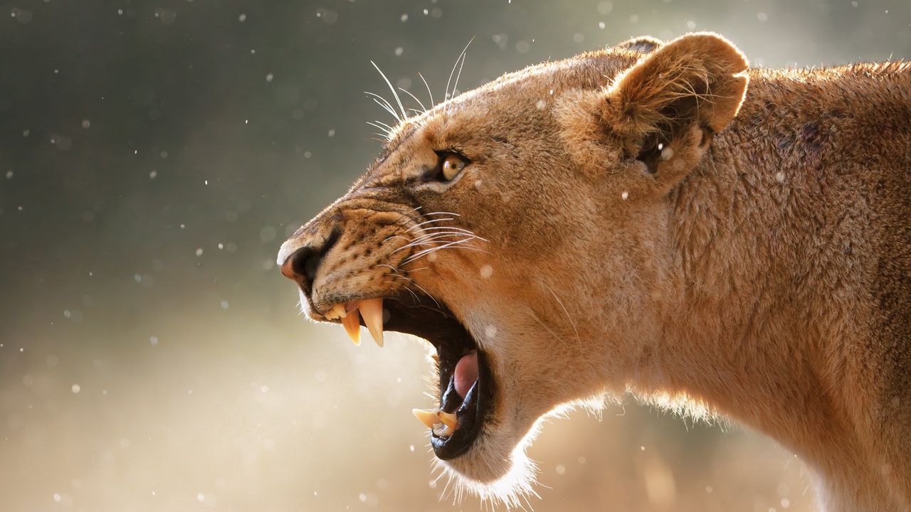 Wallpaper lioness, aggression, teeth, face