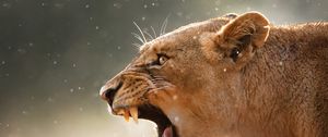 Preview wallpaper lioness, aggression, teeth, face