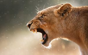 Preview wallpaper lioness, aggression, teeth, face