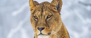 Preview wallpaper lioness, animal, big cat, predator, straw