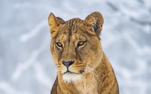 Preview wallpaper lioness, animal, big cat, predator, straw