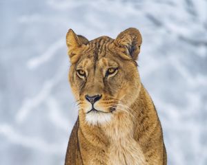 Preview wallpaper lioness, animal, big cat, predator, straw