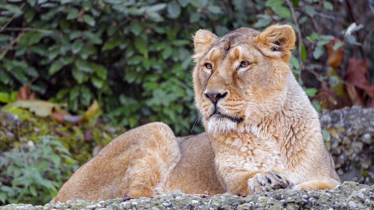Wallpaper lioness, animal, big cat, brown, wildlife