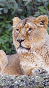 Preview wallpaper lioness, animal, big cat, brown, wildlife