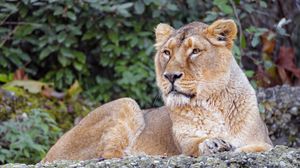 Preview wallpaper lioness, animal, big cat, brown, wildlife