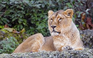 Preview wallpaper lioness, animal, big cat, brown, wildlife