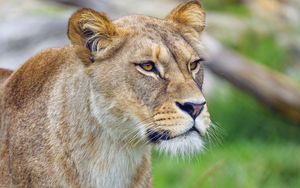 Preview wallpaper lioness, animal, big cat