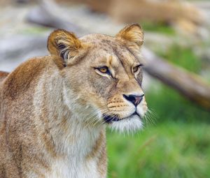 Preview wallpaper lioness, animal, big cat