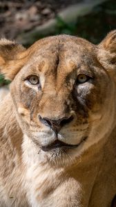 Preview wallpaper lioness, animal, big cat, predator