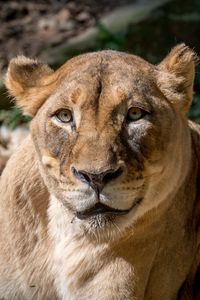 Preview wallpaper lioness, animal, big cat, predator