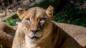Preview wallpaper lioness, animal, big cat, predator