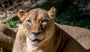 Preview wallpaper lioness, animal, big cat, predator