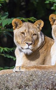 Preview wallpaper lioness, animal, glance, big cat