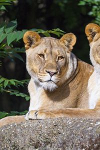 Preview wallpaper lioness, animal, glance, big cat