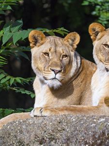 Preview wallpaper lioness, animal, glance, big cat