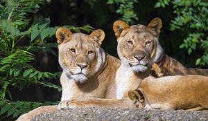 Preview wallpaper lioness, animal, glance, big cat