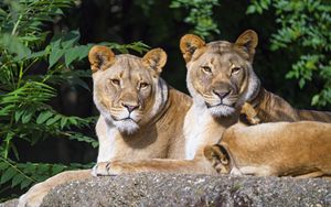 Preview wallpaper lioness, animal, glance, big cat